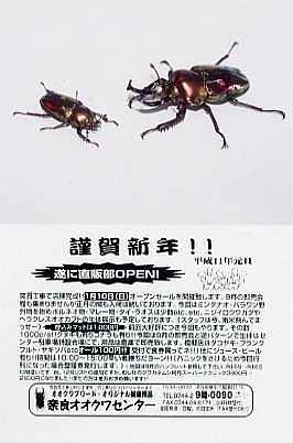 奈良オオクワ直販部店舗完成オープニングセール報告！