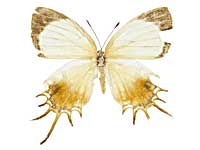 ミツオシジミタテハ属その1