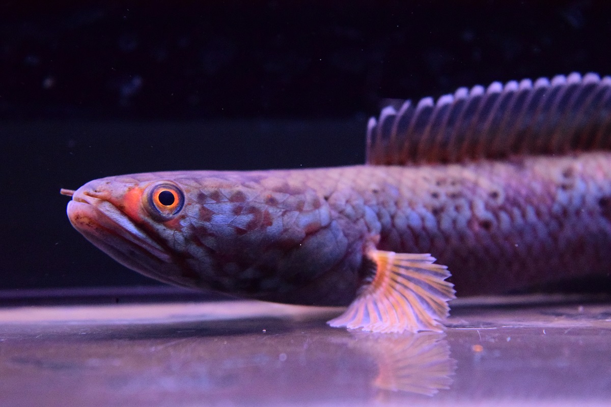 スネークヘッド - 静岡市の熱帯魚専門店（大型魚・古代魚・珍魚