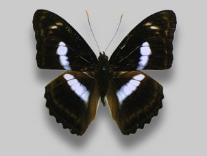 ヤエヤマイチモンジ標本