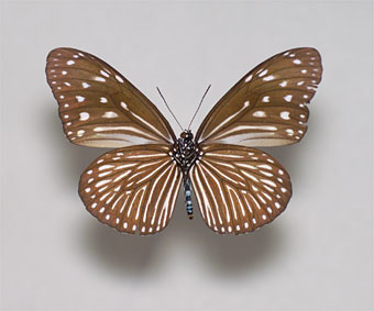 ツマムラサキマダラ54頭 ツマムラサキマダラ54頭 ツマムラサキマダラ54