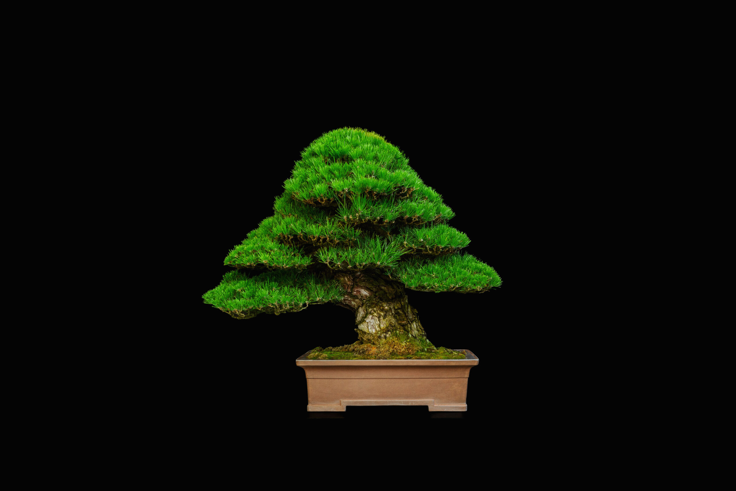 公式】BONSAI JAPAN 第44回日本盆栽大観展