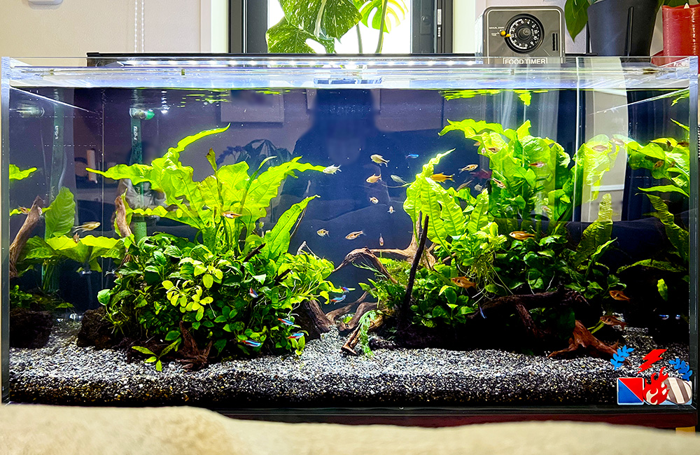 おりゆい様】ADA 90cm水槽 おりゆい様】ADA 90cm水槽 NA SYSTEM 「水景の