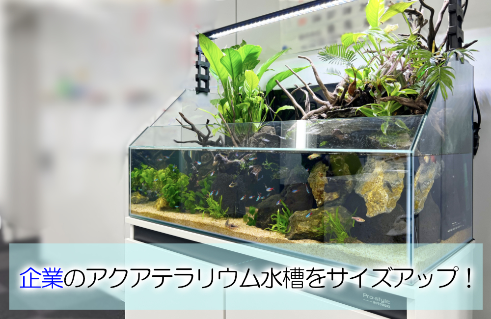 オフィスのアクアテラリウムをサイズアップ！90cm水槽に入れ替えました