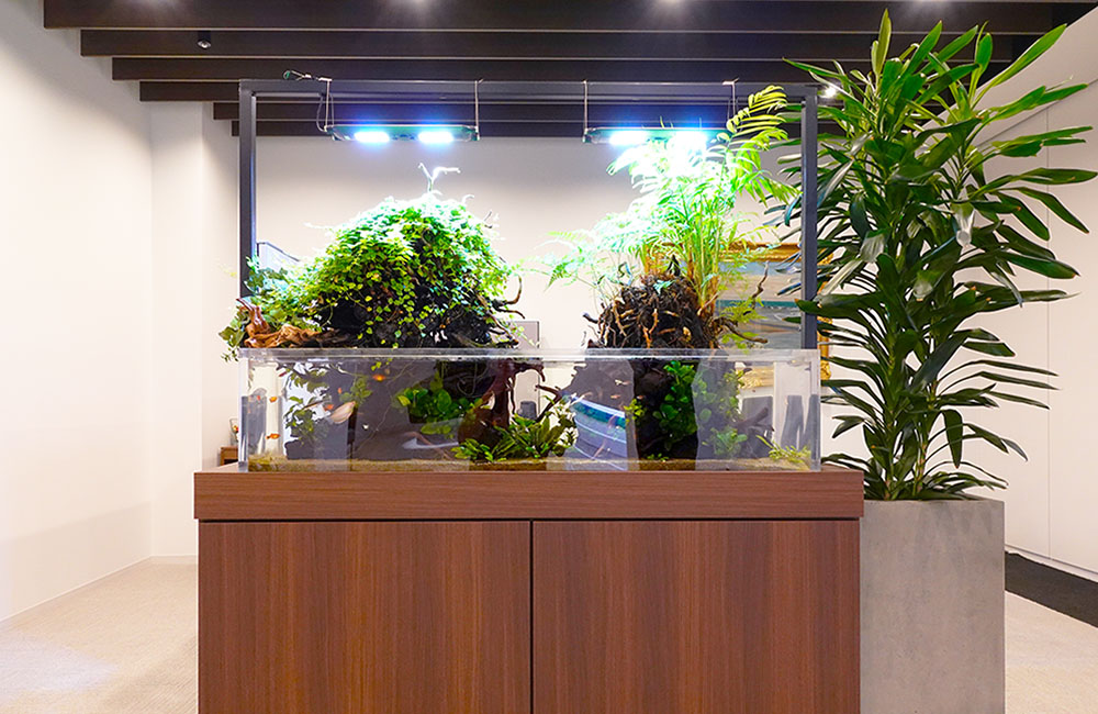 地震に強い設計で安心！オフィスの150cm大型アクアテラリウム水槽の