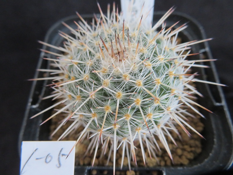 高木カクタス＜信州安曇野 サボテンと多肉植物販売＞