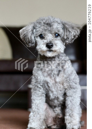 A gray toy poodle sitting in front of a sofa - Stock Photo