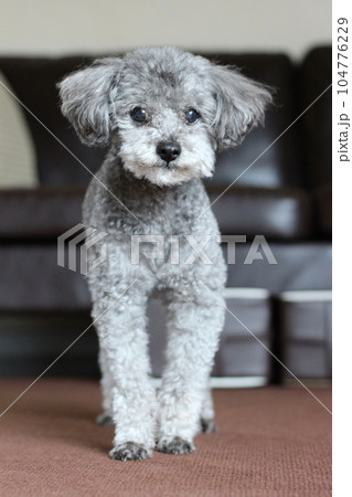 A gray toy poodle standing in front of a sofa - Stock Photo