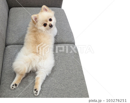 足を伸ばしてくつろぐポメラニアン2の写真素材 [103276251] - PIXTA
