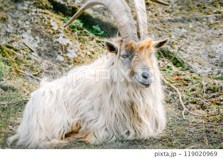 大きな角を持つヤギの野生の姿の写真素材 [119020969] - PIXTA