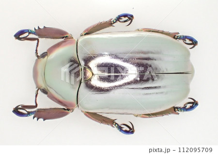 クリサルギレアプラチナコガネ Chrysina chrysargyreaの写真素材