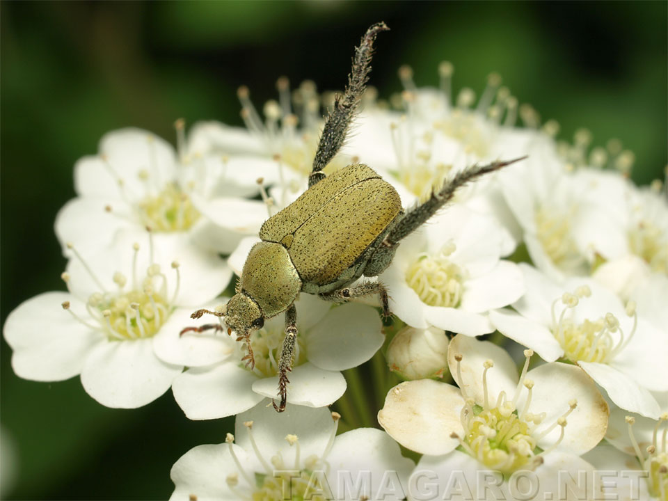 多摩の生き物たち: アシナガコガネ