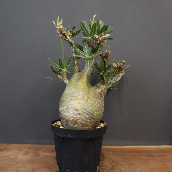 新春セール【グラキリス】塊根！レア！手のひら型、蟹型 新春セール