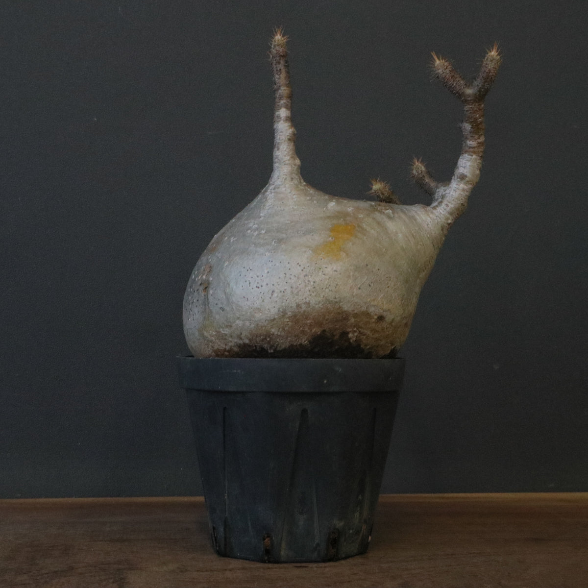 塊根植物 – 「