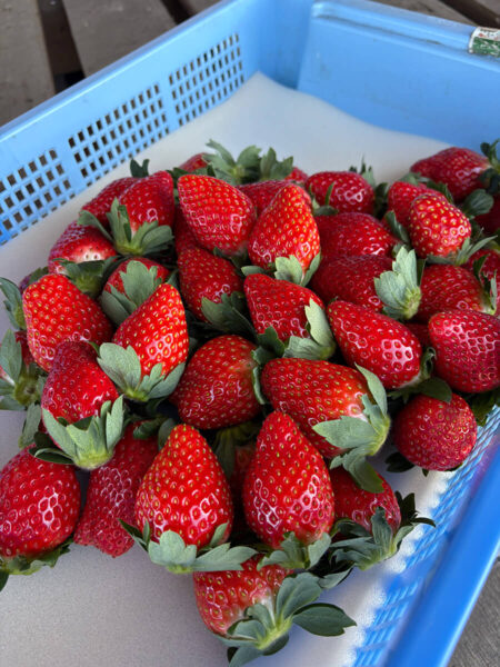 高根沢町「山崎いちご園」さんのいちご｜たかマガ