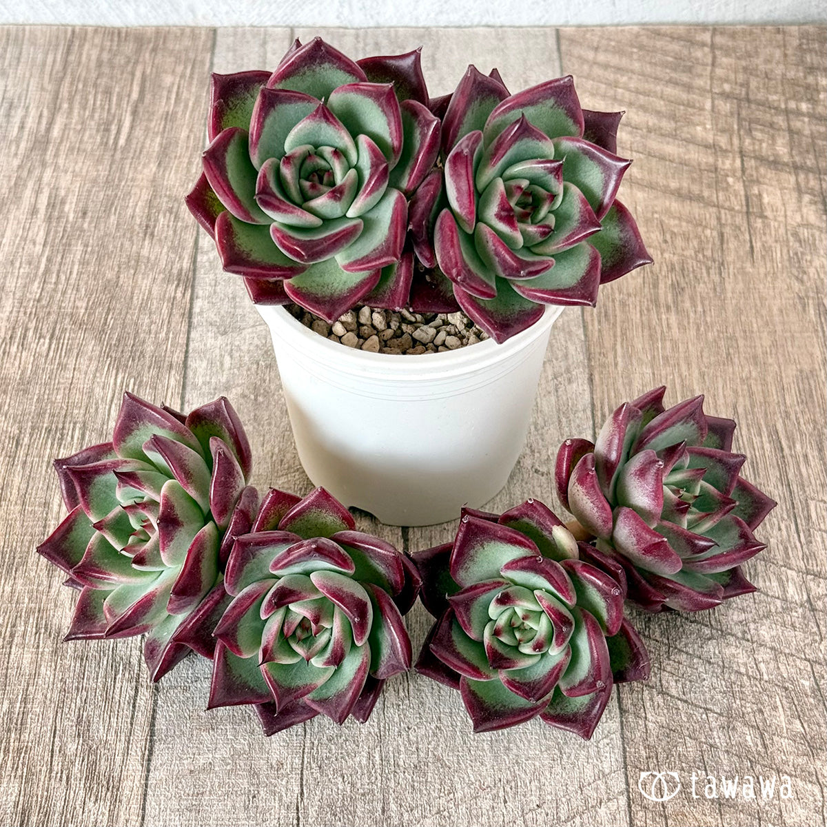 エケベリア – tagged 