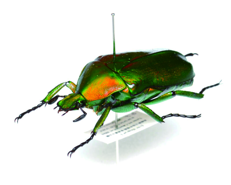 親子で昆虫標本を作ろう！標本とは何か、なぜ標本をつくるのか