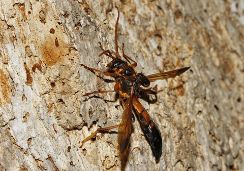 オニホソコバネカミキリ