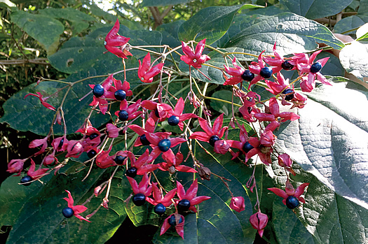 クサギ」でシルク糸、カシミヤ糸を染めてみました！ | 季刊誌「て」Web版