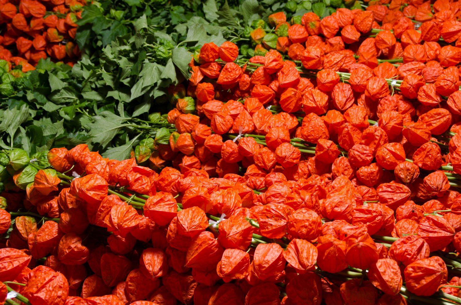 おおいたの産品「ホオズキ 」のご紹介｜The・おおいた