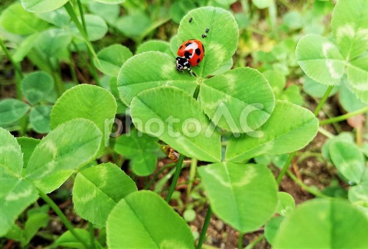 てんとう虫とクローバー - No: 23435767｜写真素材なら「写真AC」無料