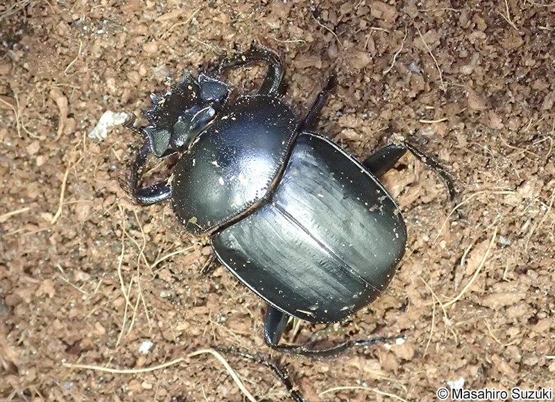 タマオシコガネ属の1種 Scarabaeus sp.