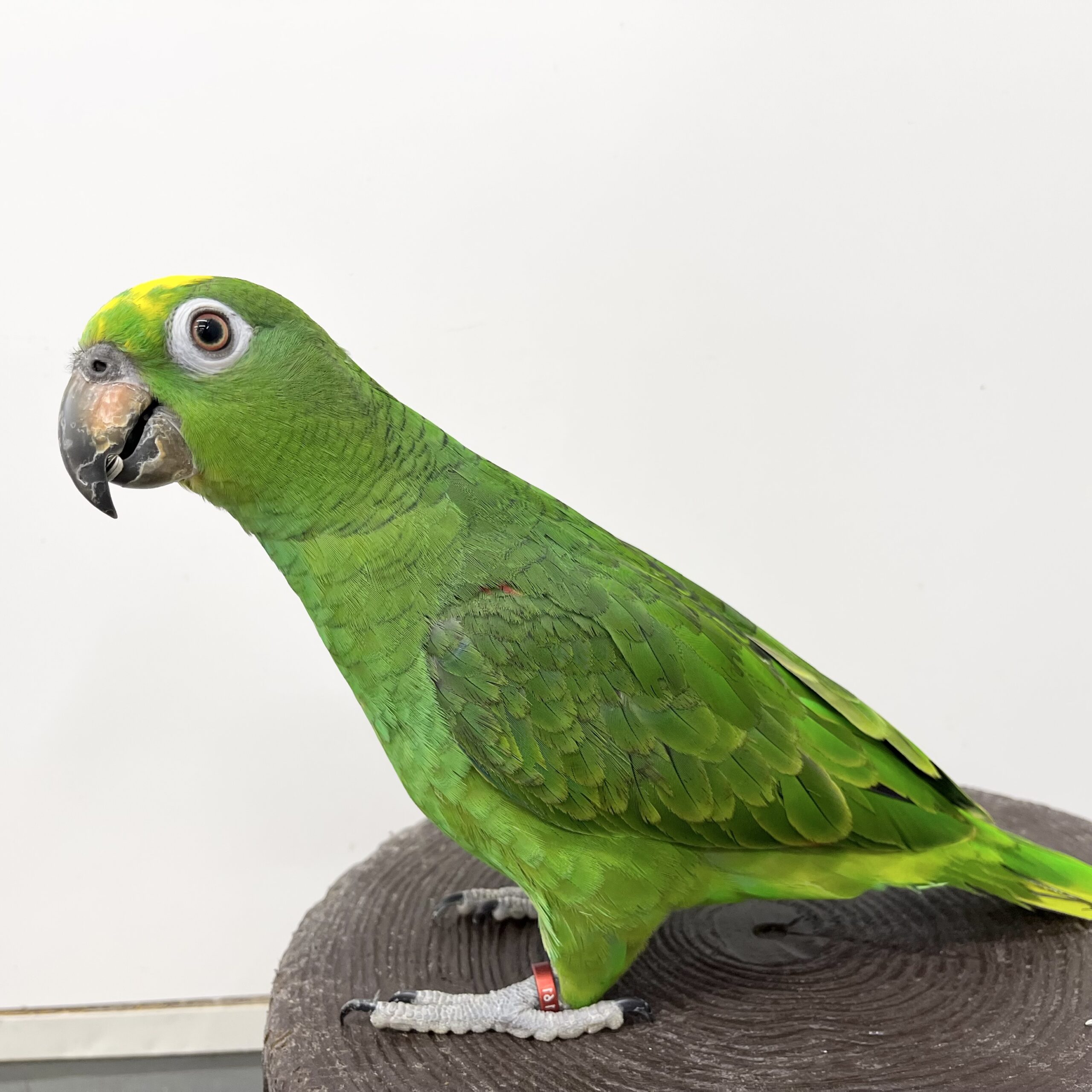 家族が決まった子たち | 鳥のいるカフェ