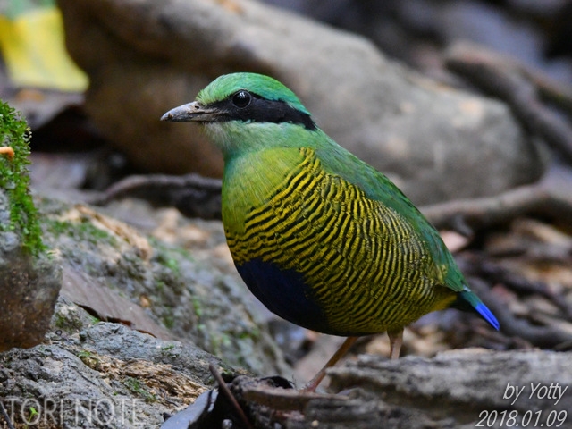 ベトナムの野鳥（3）Vietnam Birding ミドリシマヤイロチョウ