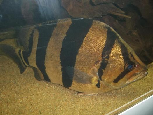 ダトニオ（シャムタイガーフィッシュ）の写真｜としとしWeb水族館・魚図鑑