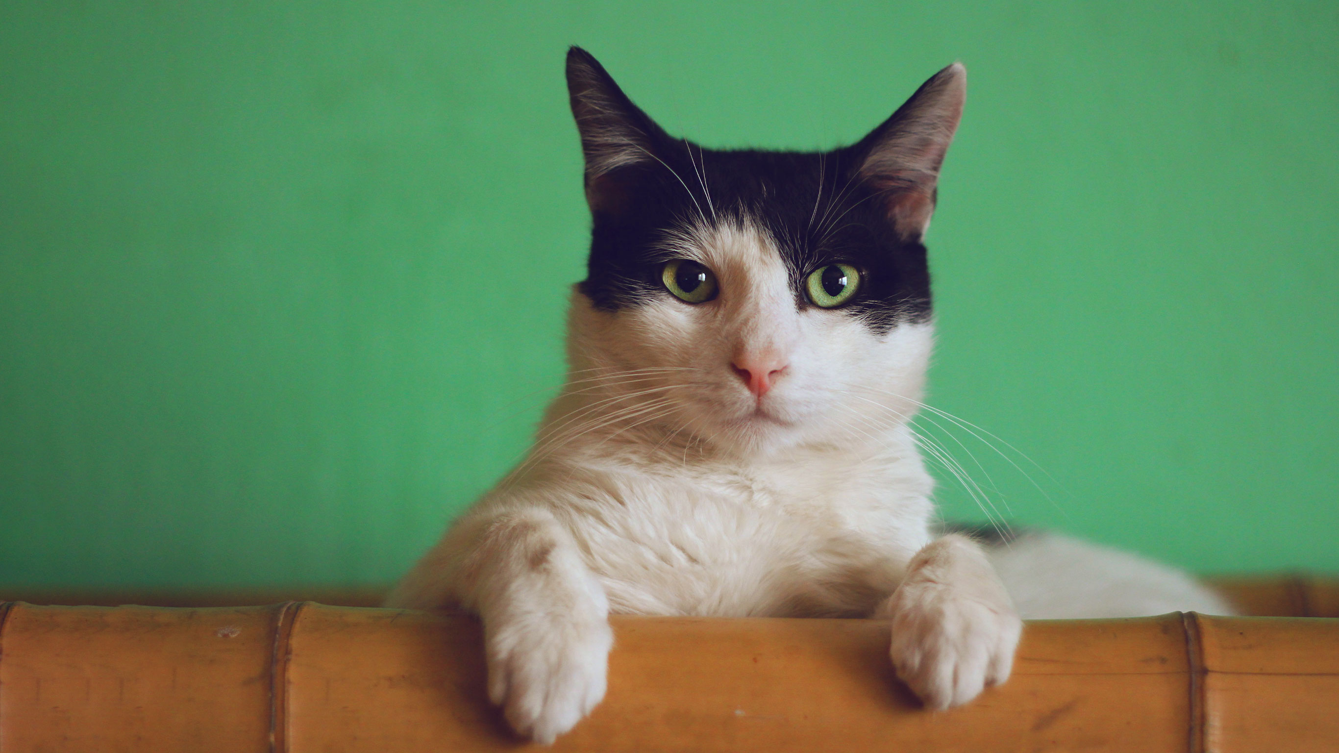 ねこマンマ｜天理市保護猫チーム