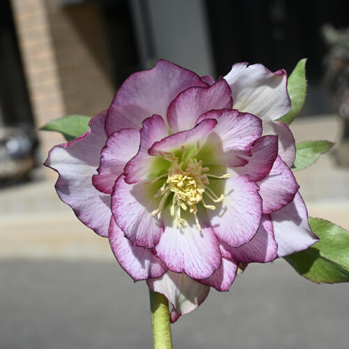 楽天市場】【現品】2025年3月開花 クリスマスローズ 苗 5号プラ鉢入り