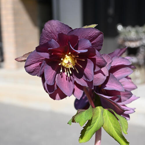 楽天市場】【現品】2025年3月開花 クリスマスローズ 苗 5号プラ鉢入り