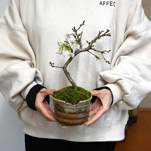 楽天市場】10月開花 十月桜盆栽一年に二度桜を楽しめる 十月桜 桜盆栽