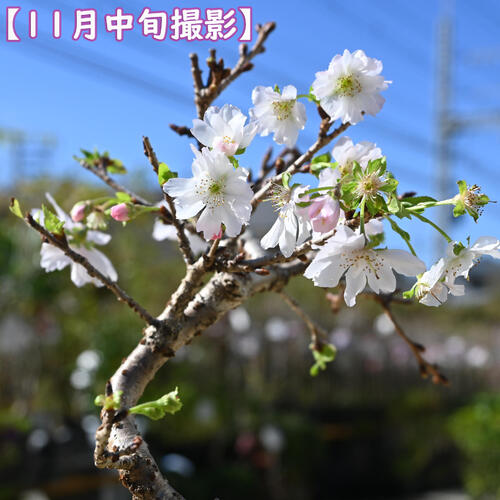楽天市場】10月開花 十月桜盆栽一年に二度桜を楽しめる 十月桜 桜盆栽