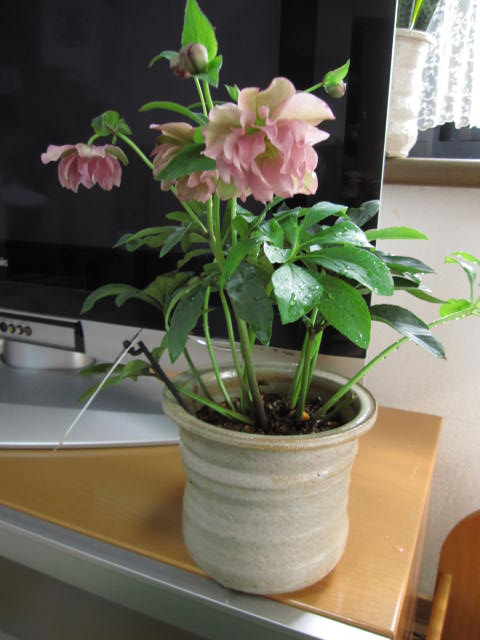 楽天市場】【送料無料】 【鉢植え】 【クリスマスローズ】ピンク八重