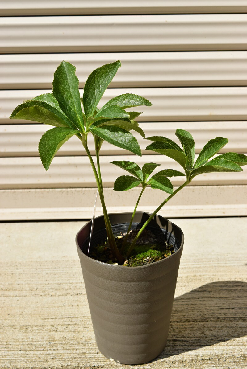 楽天市場】クリスマスローズ苗 2021年開花予定苗 クリスマスローズ