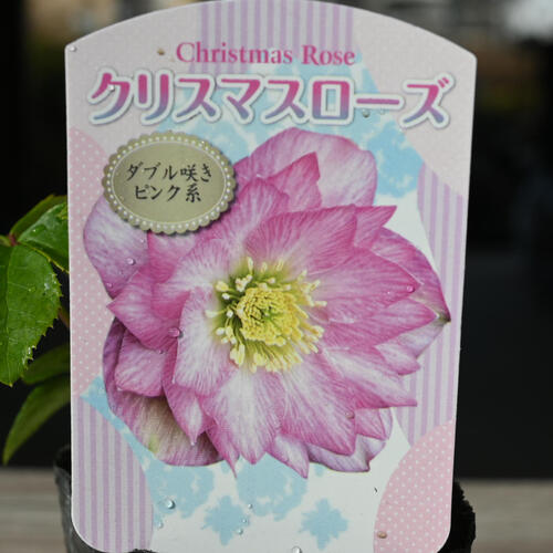 楽天市場】2023年新入荷苗 クリスマスローズ ダブル咲き ピンク系