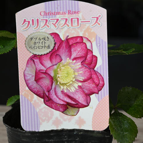 楽天市場】2023年新入荷苗 クリスマスローズ ダブル咲き ホワイト