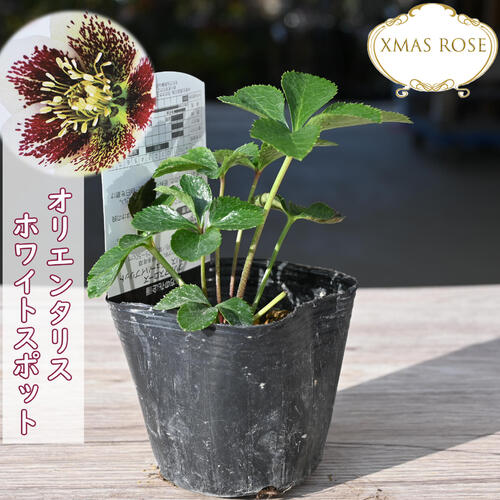 ぽんぽ】クリスマスローズ苗 訳ありおまとめセット ゆうゆうメルカリ便