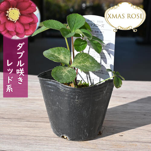 楽天市場】2023年新入荷苗 クリスマスローズ ダブル咲き レッド系