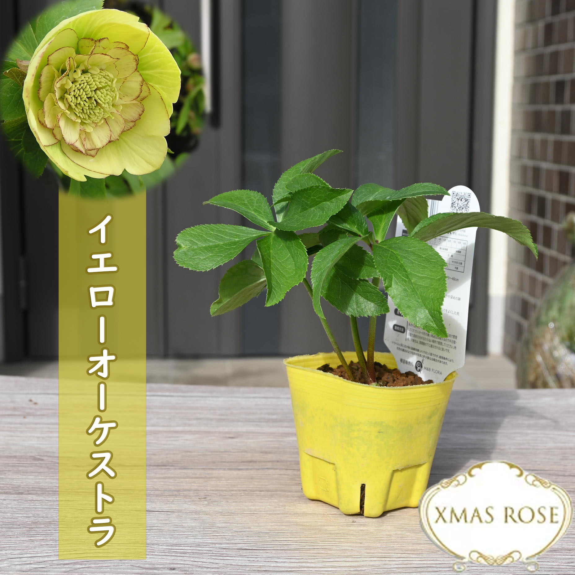 楽天市場】2023年新入荷 クリスマスローズ苗 イエローオーケストラ