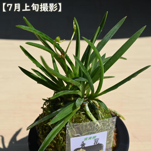 楽天市場】2025年NEW 現品 富貴蘭 黄花 鉢植え 風蘭 プラ鉢入り : 園芸