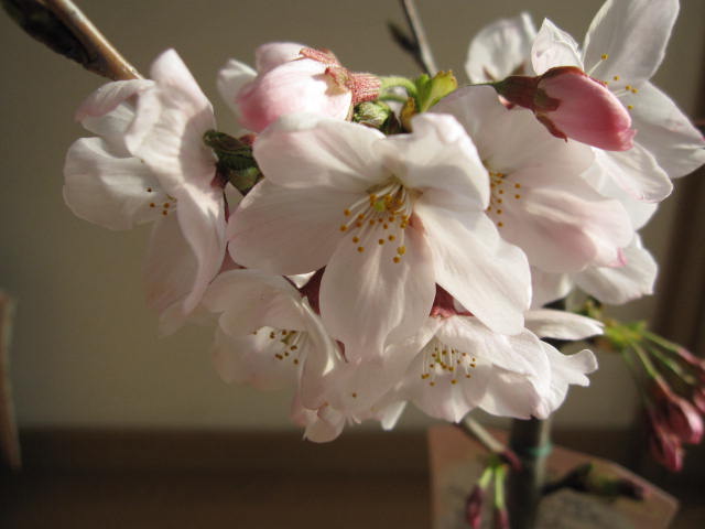 楽天市場】自宅でお花見を楽しむ2026年4月葉桜でのお届けソメイヨシノ