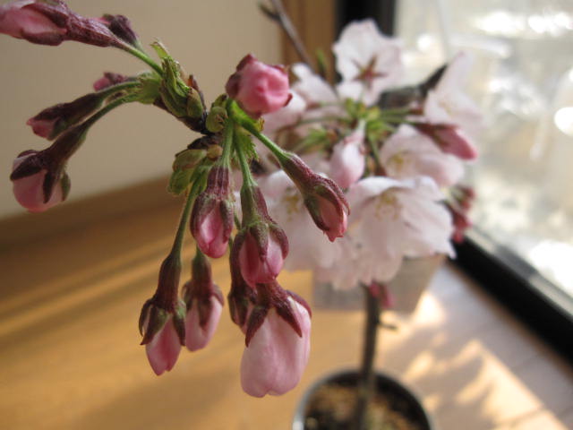 楽天市場】自宅でお花見を楽しむ2026年4月葉桜でのお届けソメイヨシノ