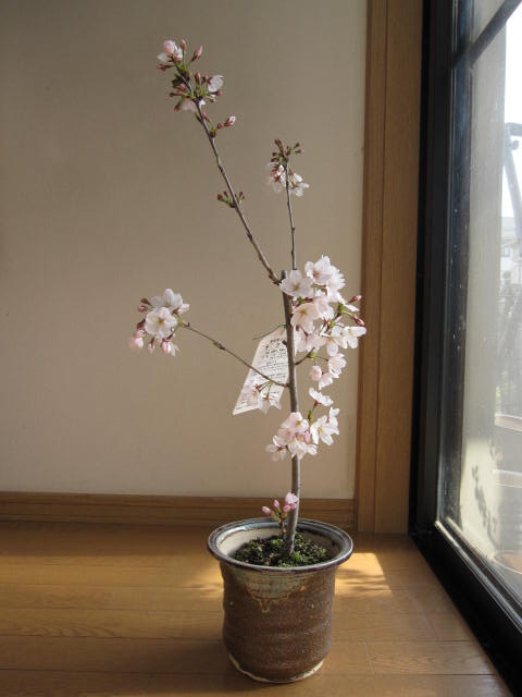 楽天市場】2026年4月開花予定さくら鉢植え自宅でお花見を楽しむさくら