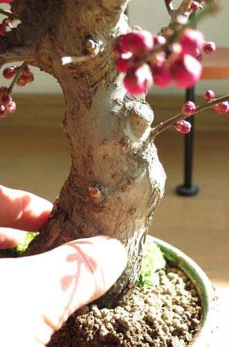 楽天市場】2026年2月～3月に開花香りを楽しむお祝い梅盆栽2026年3月に