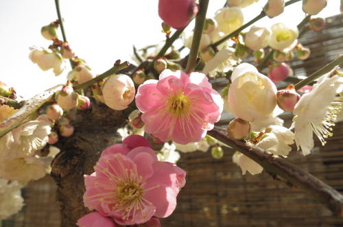 楽天市場】咲き分け梅盆栽2026年2月頃から3月に開花 【思いのまま梅