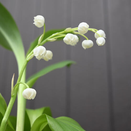 楽天市場】2026年2月に開花 スズラン苗 すずらん ドイツすずらん 鈴蘭