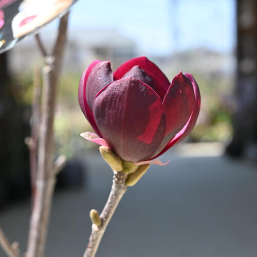 楽天市場】2024年4月上旬開花中 ハイブリッドモクレン 苗木 ジェニー