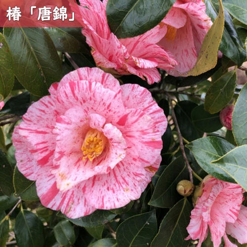 楽天市場】2026年2月～4月開花苗 椿 唐錦 からにしき 苗木 八重咲き